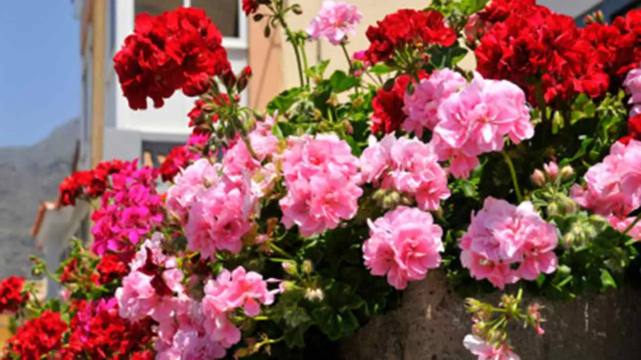 Stai annaffiando i gerani nel momento sbagliato: ecco quando farlo per averli sempre fioriti