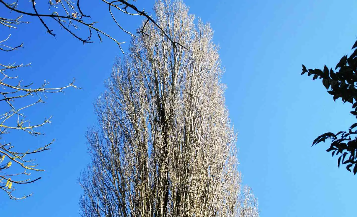 Hai piantato questo albero dal tronco bianco in giardino? Ecco perché è una scelta sorprendente