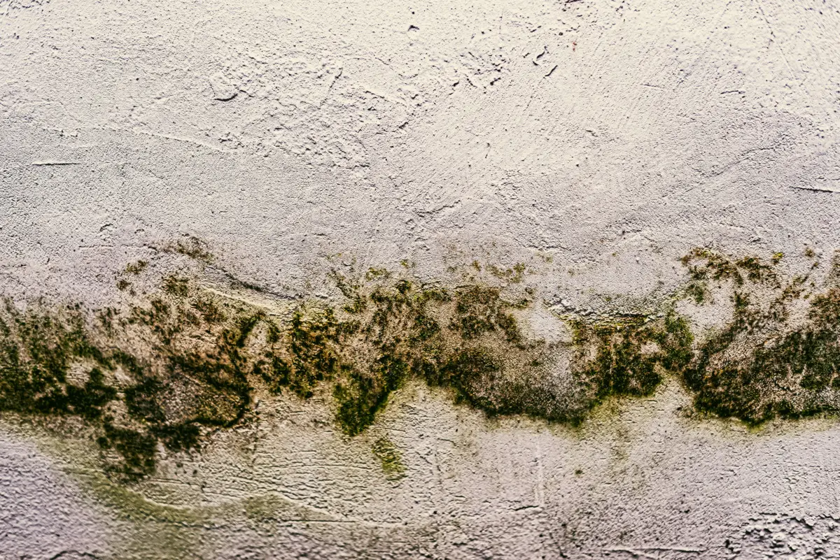 Non affidarti al tuo naso: ecco l’unico modo preciso per misurare l’umidità in casa