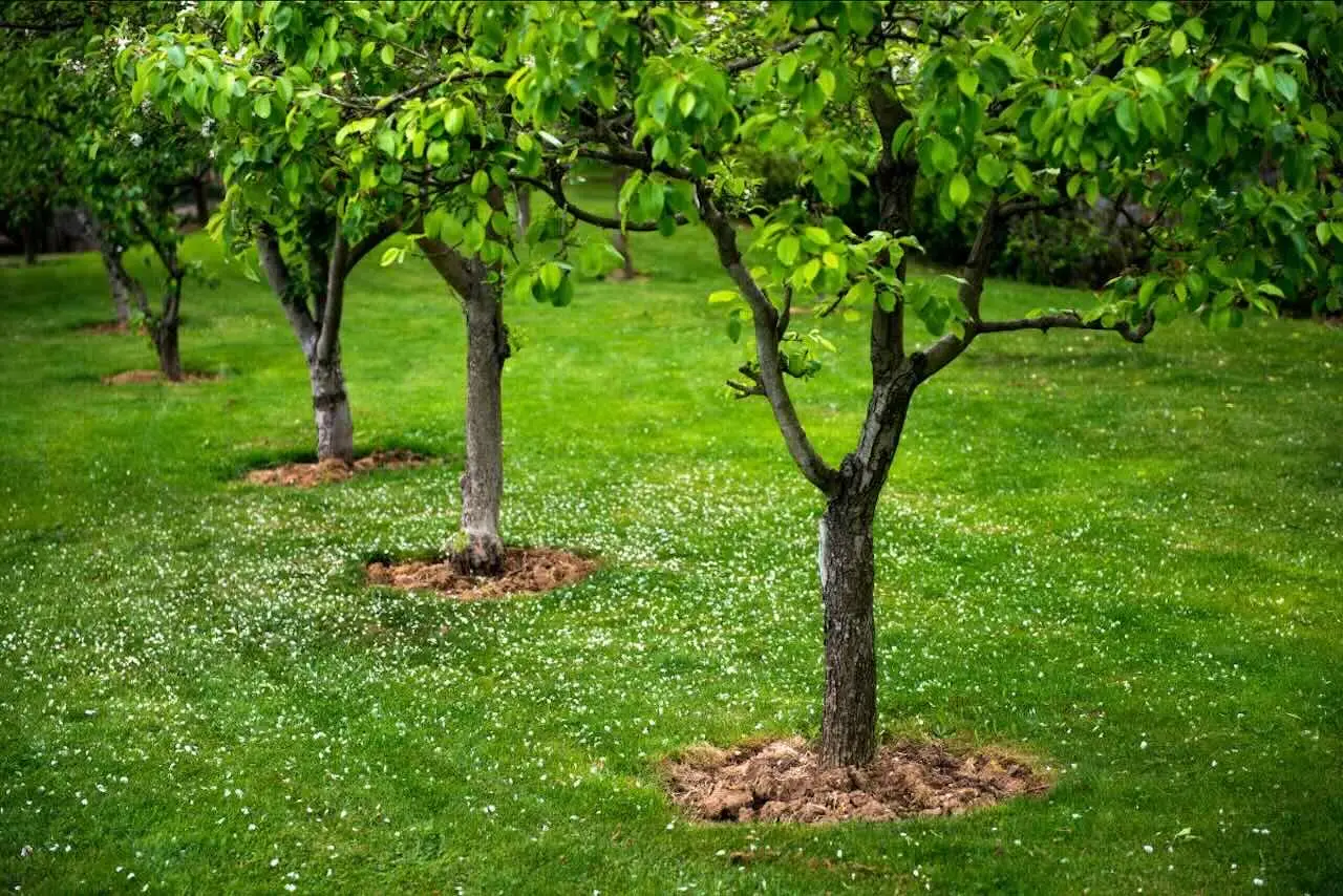 Hai un piccolo giardino? Ecco gli alberi perfetti che ti regalano ombra e privacy subito