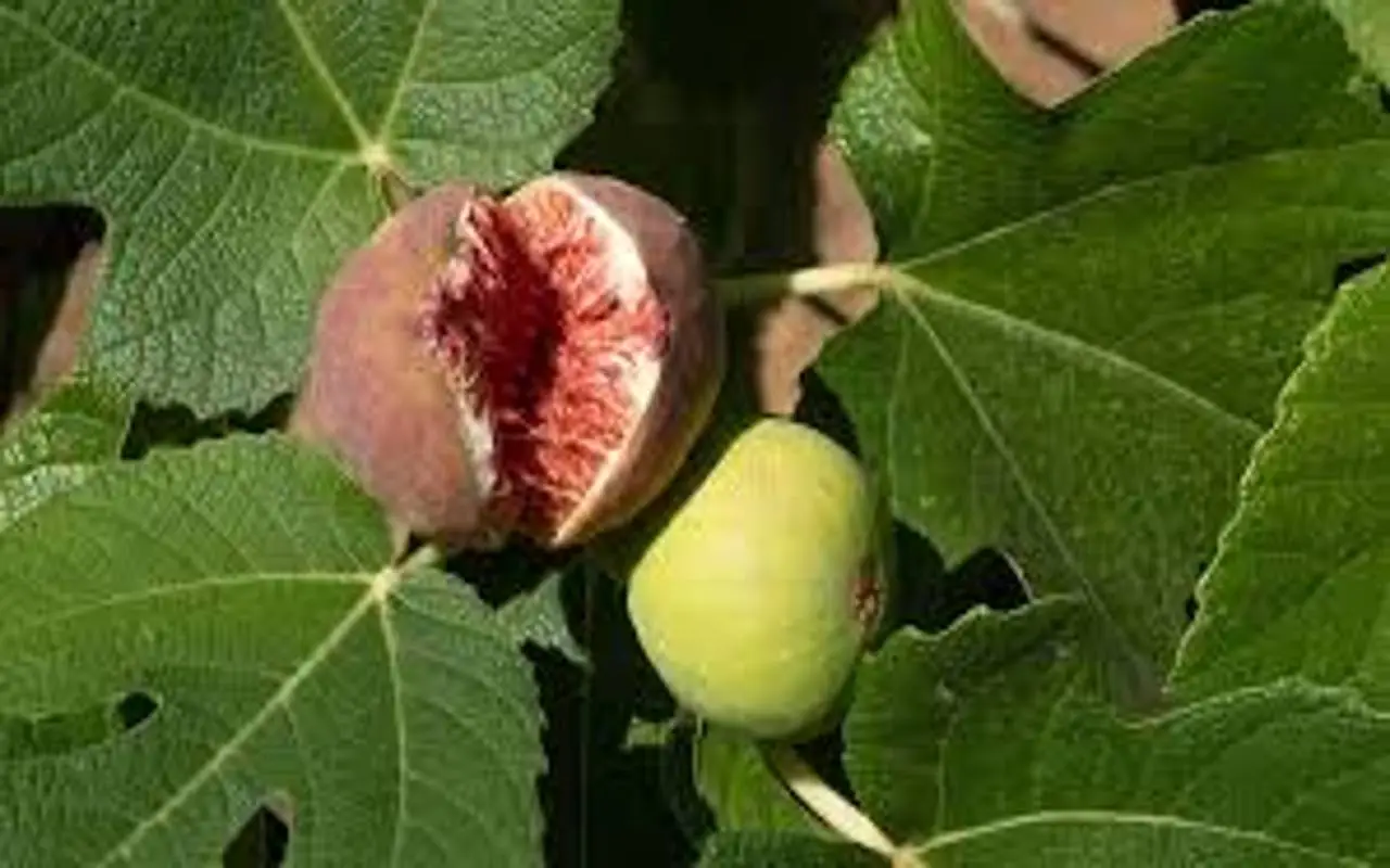 Fichi secchi e stitichezza: ecco cosa succede mangiandone solo 2 prima di andare a letto